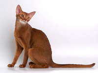 Абиссинская кошка - фото