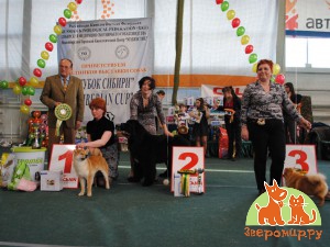 Победители конкурса «Лучший щенок» Всероссийской выставки