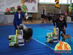 Победители Всероссийской выставки собак всех пород 