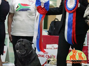 Лучшая собака выставки DOG SHOW 2012 ПОЗДРАВЛЯЕМ !!