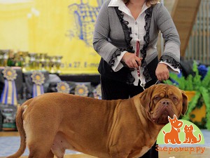 Самая тяжелая собака выставки