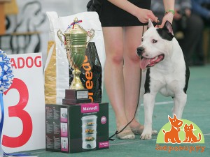 Конкурс Лучшая собака выставки 3 место