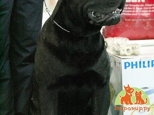 Лучшая собака выставки DOG SHOW 2012