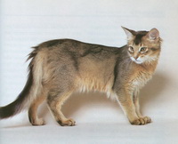 Сомалийская кошка - фото