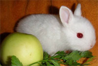 Лисий кролик - фото