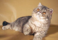 Экзотическая короткошерстная кошка - фото