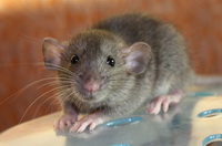 Крысы Дамбо - фото