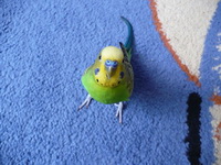 Волнистый попугай - фото