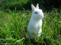 Кролик Гермелин - фото