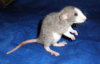 Домашняя крыса Pекс - фото