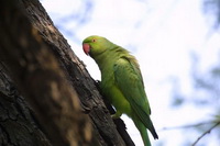 Ожереловый попугай - фото