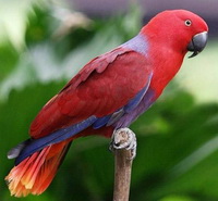 Благородный попугай - фото