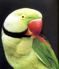 Александрийский попугай - фото
