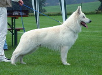 Белая швейцарская овчарка - фото