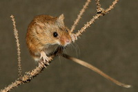 Мышь-малютка - фото