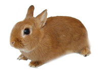 Цветной кролик - фото