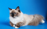Невская маскарадная кошка - фото